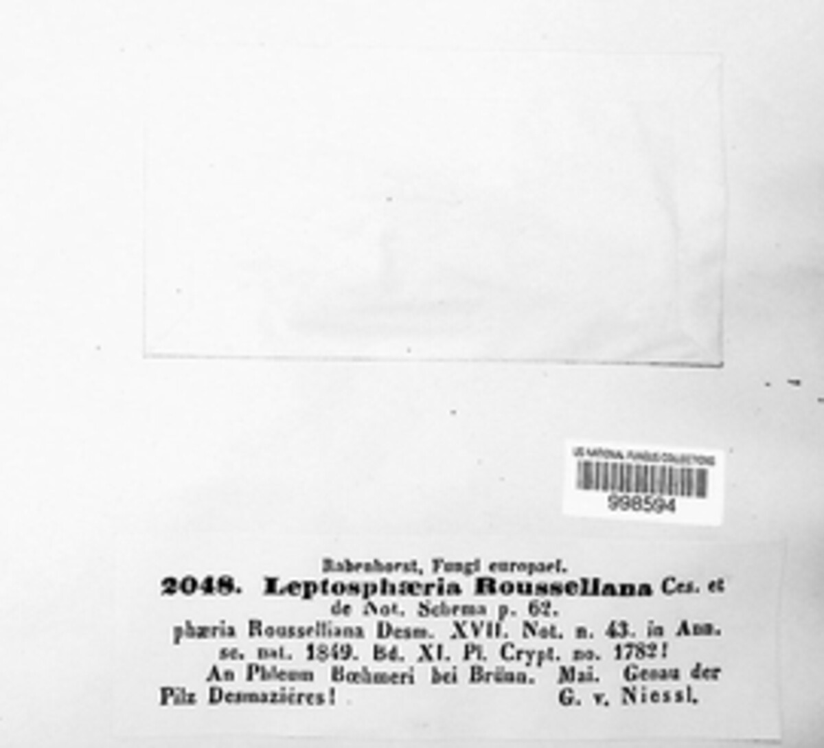 Phaeosphaeria rousseliana image
